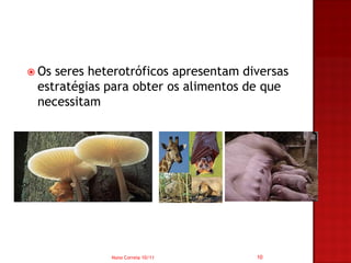  Osseres heterotróficos apresentam diversas
 estratégias para obter os alimentos de que
 necessitam




             Nuno Correia 10/11       10
 