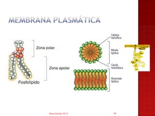 Nuno Correia 10/11   14
 