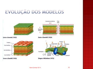 Nuno Correia 10/11   15
 