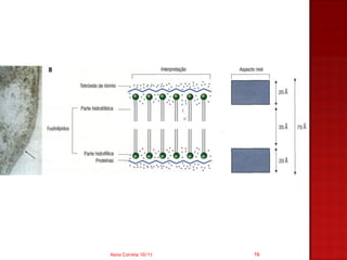 Nuno Correia 10/11   16
 