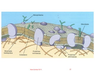 Nuno Correia 10/11   17
 