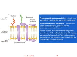 Nuno Correia 10/11   18
 