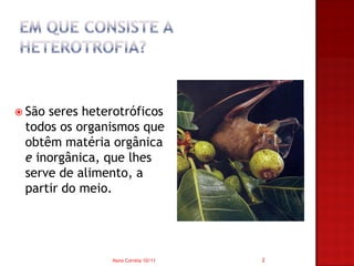 Sãoseres heterotróficos
 todos os organismos que
 obtêm matéria orgânica
 e inorgânica, que lhes
 serve de alimento, a
 partir do meio.




                Nuno Correia 10/11   2
 