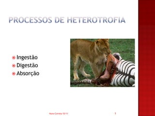  Ingestão
 Digestão
 Absorção




             Nuno Correia 10/11   3
 