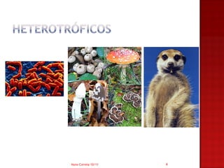 Nuno Correia 10/11   4
 