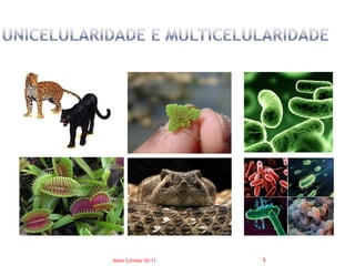 Nuno Correia 10/11   5
 