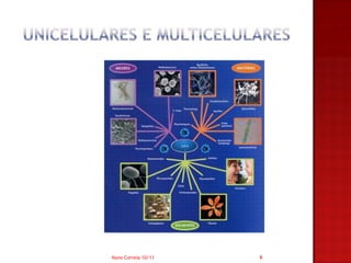 Nuno Correia 10/11   6
 