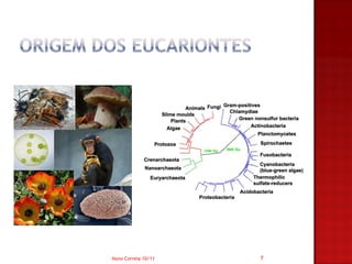 Nuno Correia 10/11   7
 