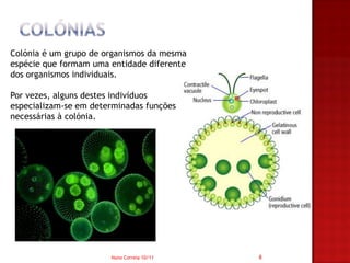 Colónia é um grupo de organismos da mesma
espécie que formam uma entidade diferente
dos organismos individuais.

Por vezes, alguns destes indivíduos
especializam-se em determinadas funções
necessárias à colónia.




                       Nuno Correia 10/11   8
 