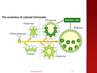 Nuno Correia 10/11   9
 