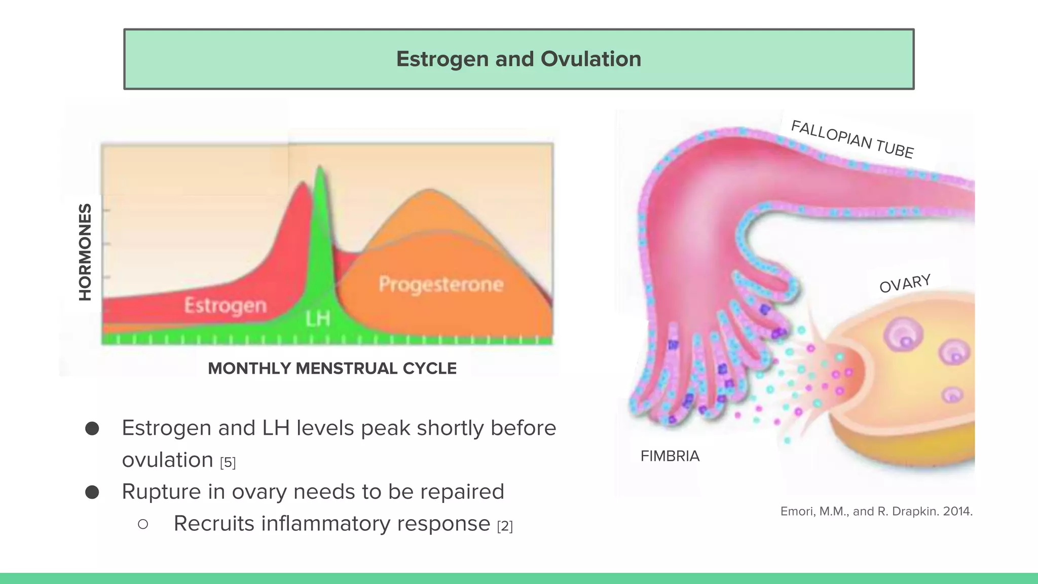 Estrogen and Ovulation
Emori, M.M., and R. Drapkin. 2014.
● Estrogen and LH levels peak shortly before
ovulation [5]
● Rupture in ovary needs to be repaired
○ Recruits inflammatory response [2]
HORMONES
MONTHLY MENSTRUAL CYCLE
 