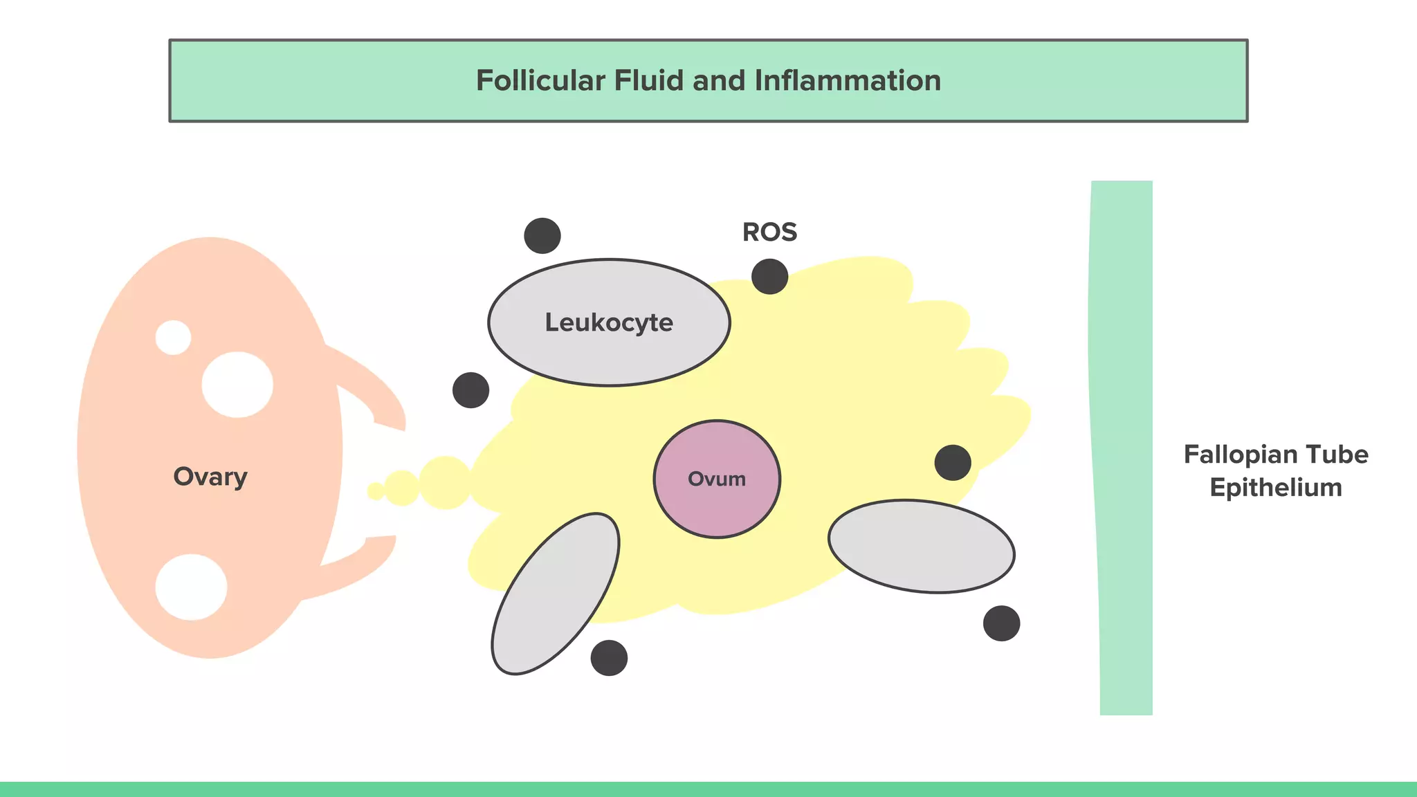 ROS
Follicular Fluid and Inflammation
Leukocyte
OvumOvary
 