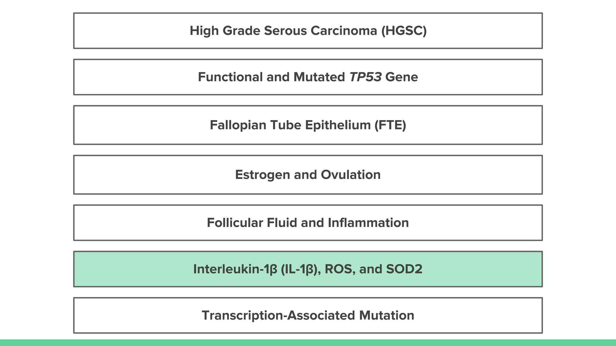 Estrogen and Ovulation
Follicular Fluid and Inflammation
Fallopian Tube Epithelium (FTE)
High Grade Serous Carcinoma (HGSC)
Transcription-Associated Mutation
Interleukin-1β (IL-1β), ROS, and SOD2
Functional and Mutated TP53 Gene
 