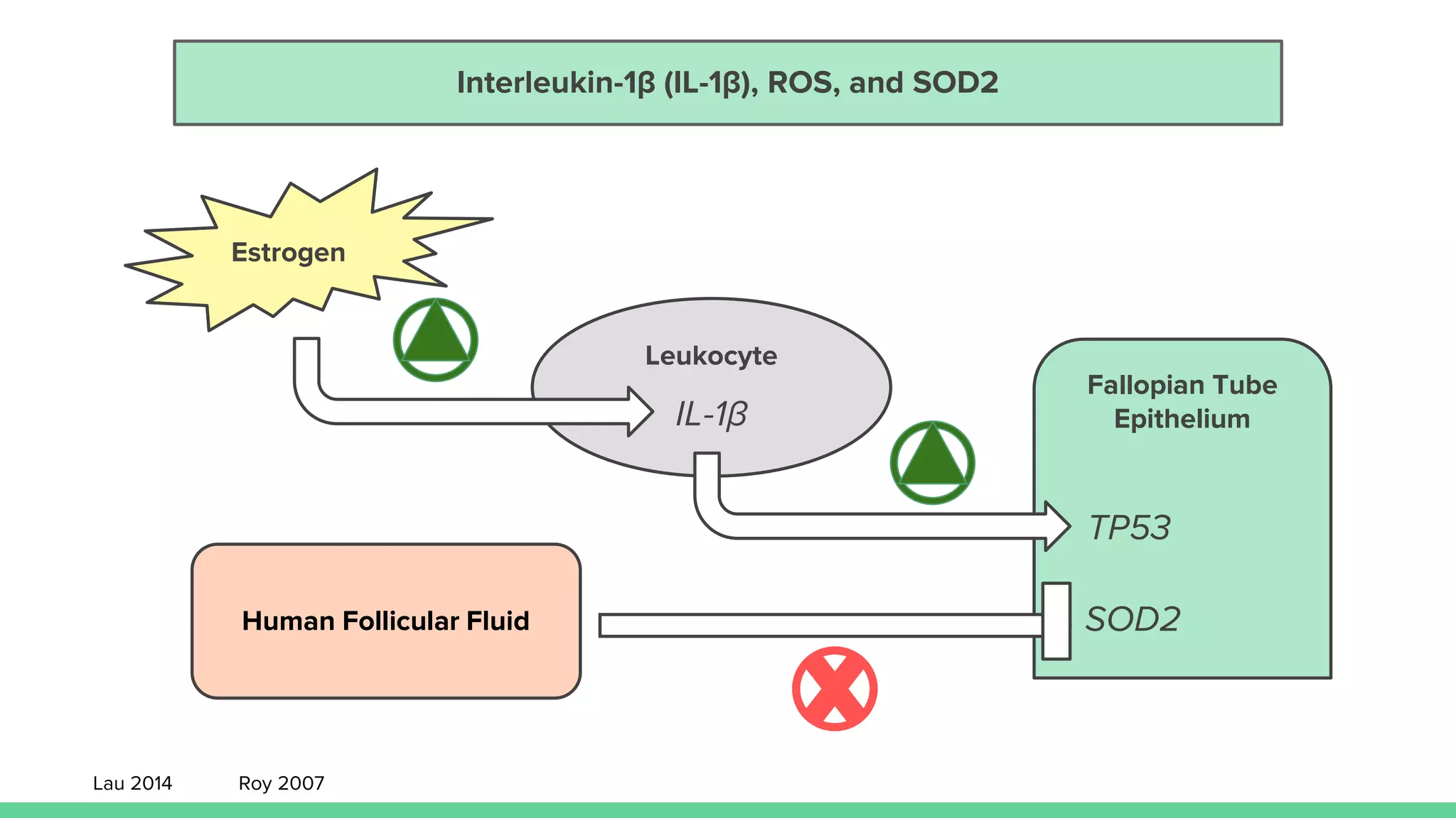 Fallopian Tube
Epithelium
Interleukin-1β (IL-1β), ROS, and SOD2
Leukocyte
Estrogen
IL-1β
TP53
SOD2Human Follicular Fluid
Lau 2014 Roy 2007
 