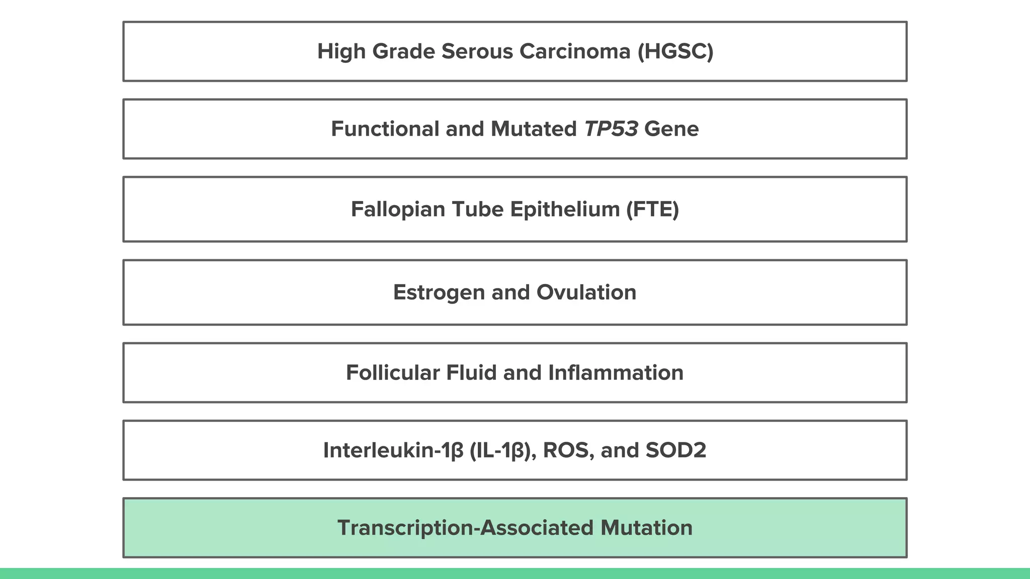 Estrogen and Ovulation
Follicular Fluid and Inflammation
Fallopian Tube Epithelium (FTE)
High Grade Serous Carcinoma (HGSC)
Transcription-Associated Mutation
Interleukin-1β (IL-1β), ROS, and SOD2
Functional and Mutated TP53 Gene
 