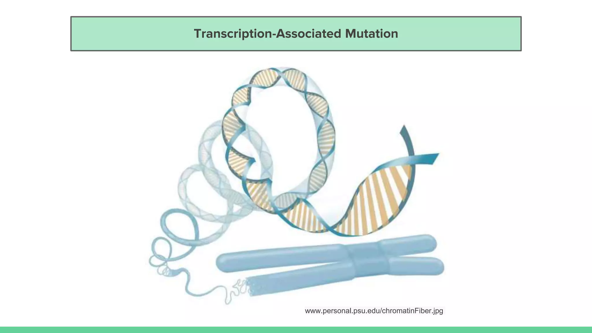 Transcription-Associated Mutation
www.personal.psu.edu/chromatinFiber.jpg
 