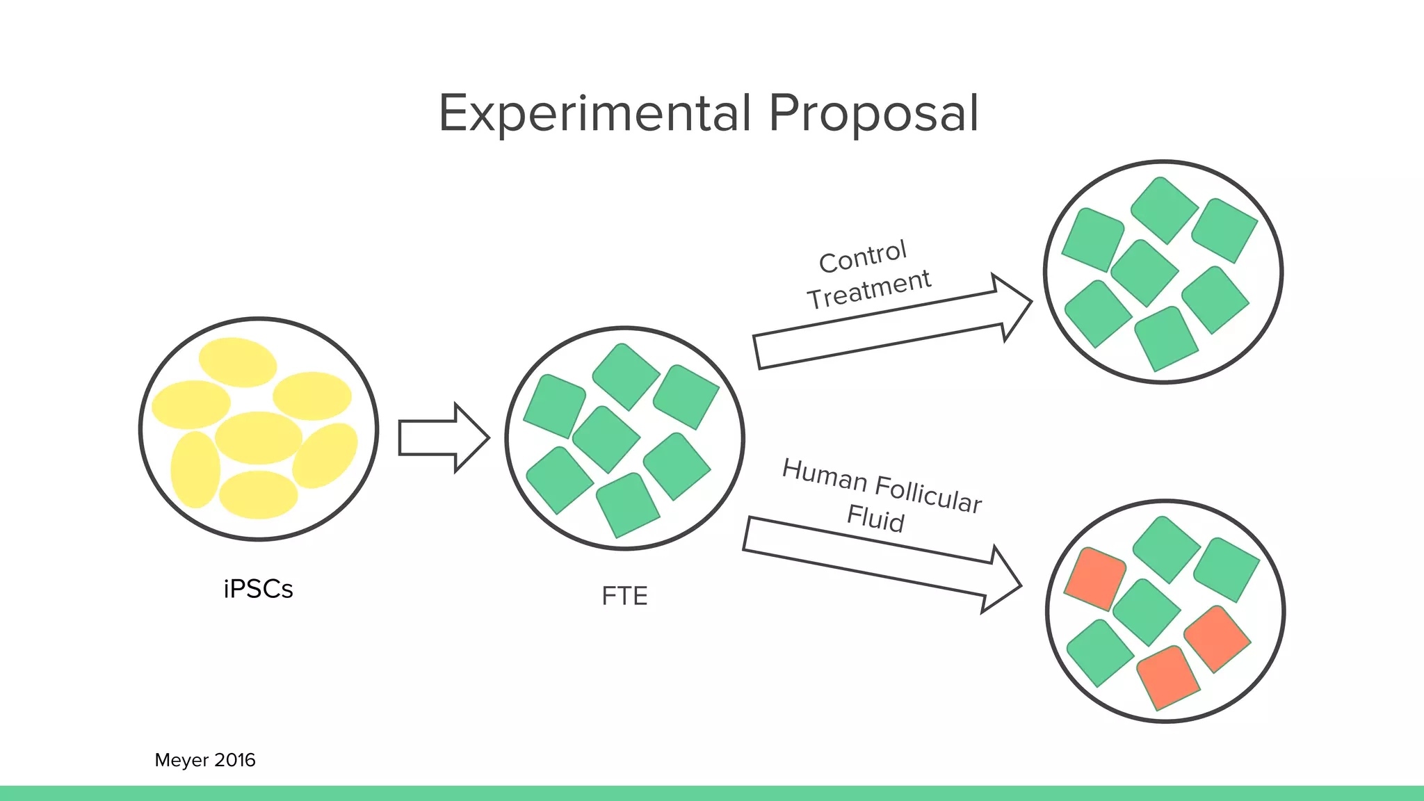Experimental Proposal
iPSCs FTE
Meyer 2016
 