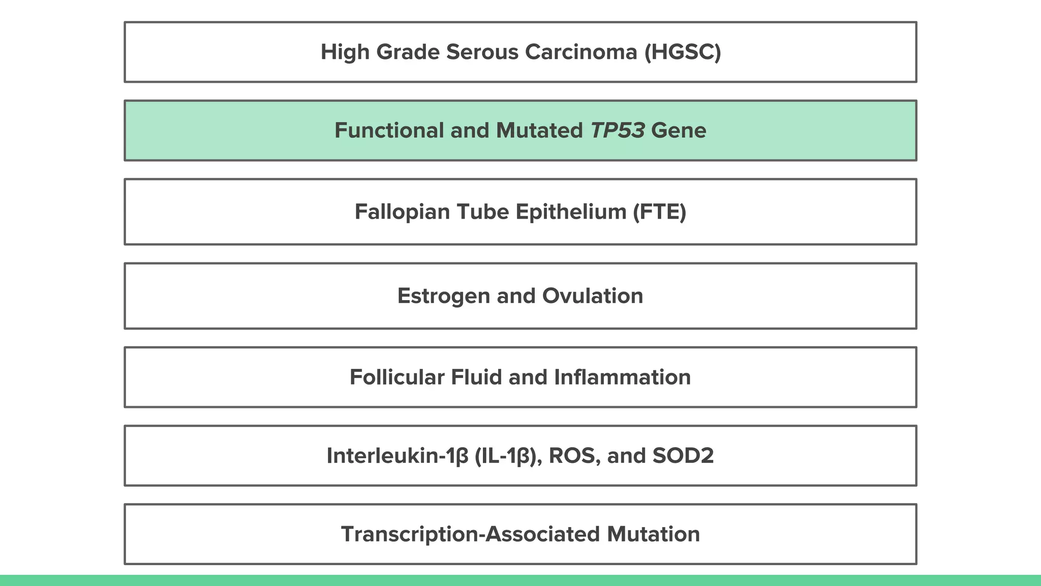 Estrogen and Ovulation
Follicular Fluid and Inflammation
Fallopian Tube Epithelium (FTE)
High Grade Serous Carcinoma (HGSC)
Transcription-Associated Mutation
Interleukin-1β (IL-1β), ROS, and SOD2
Functional and Mutated TP53 Gene
 
