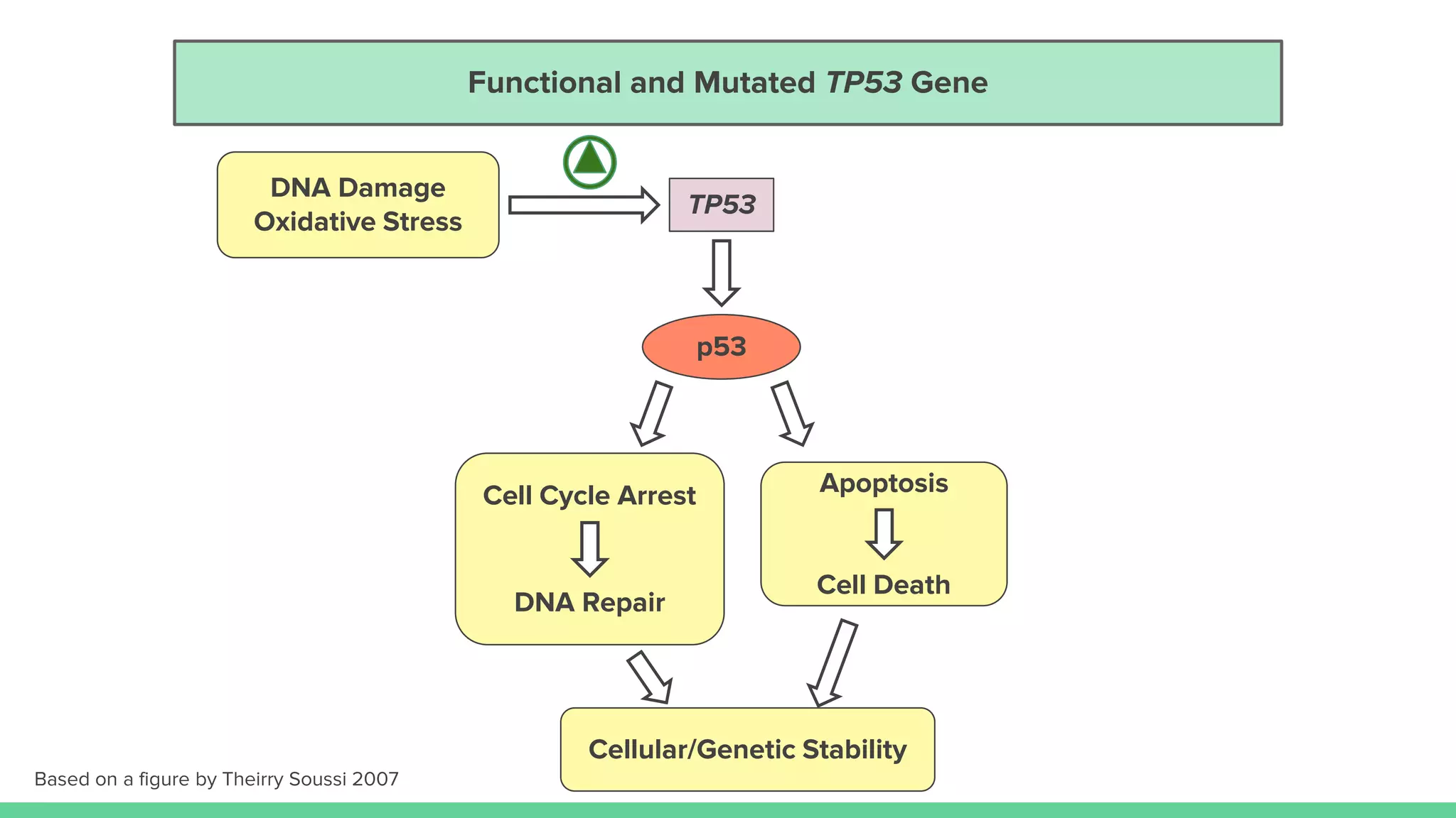 Functional and Mutated TP53 Gene
Based on a figure by Theirry Soussi 2007
DNA Damage
Oxidative Stress
p53
Apoptosis
Cell Death
Cell Cycle Arrest
DNA Repair
Cellular/Genetic Stability
TP53
 