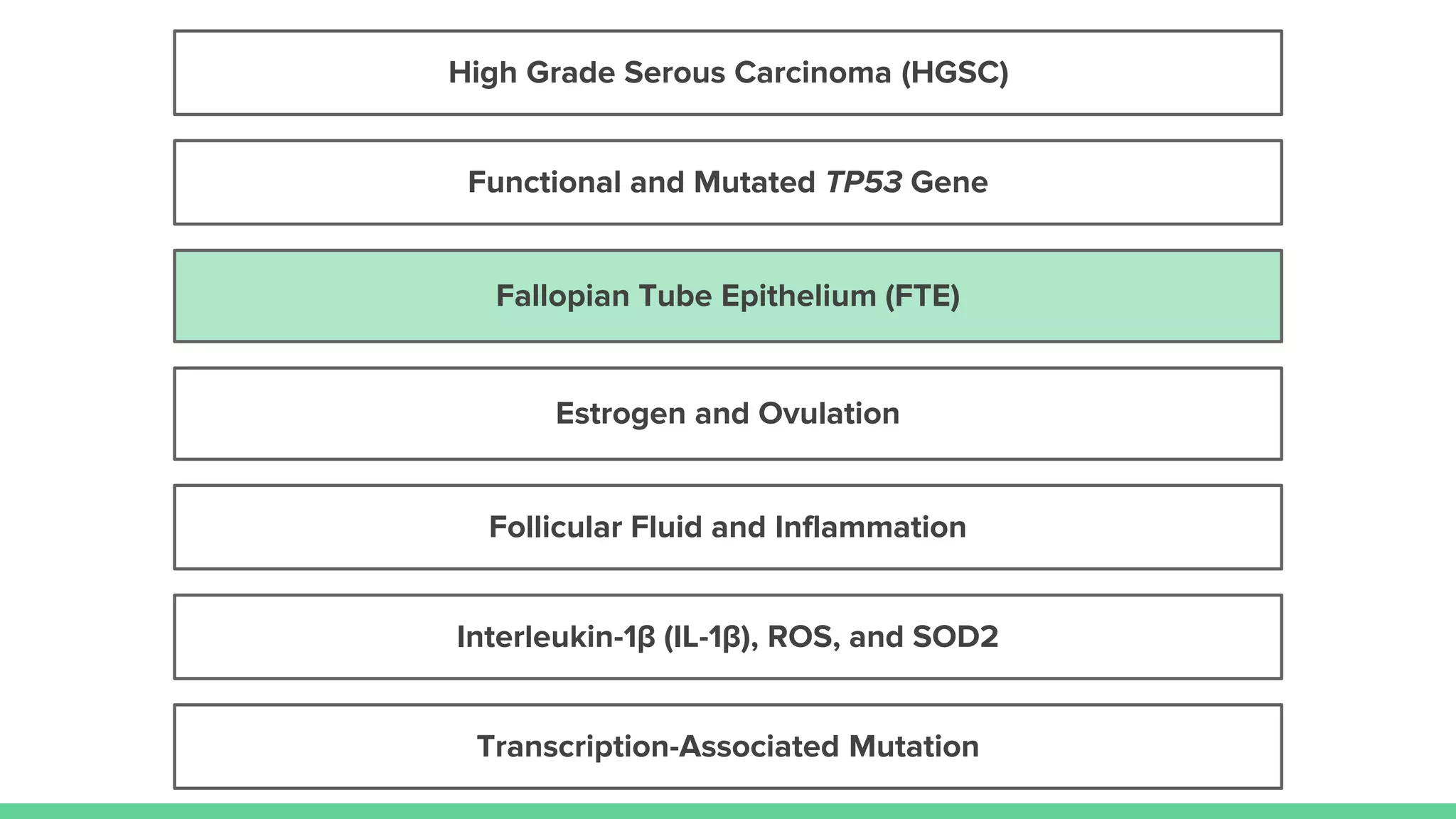 Estrogen and Ovulation
Follicular Fluid and Inflammation
Fallopian Tube Epithelium (FTE)
High Grade Serous Carcinoma (HGSC)
Transcription-Associated Mutation
Interleukin-1β (IL-1β), ROS, and SOD2
Functional and Mutated TP53 Gene
 