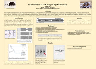 Identification of Full-Length mysRS Element
Dishita Shah
Faculty Advisor: Dr. David Kass
Eastern Michigan University School of Biological Science
Abstract
Mys represents a family of retrotransposon, they change their position in the genome via an RNA intermediate. Upon investigating the evolution and origin of mys elements in rodents of the family Cricetidae, our lab generated an intra-mys PCR
genomic DNA library of the Mexican volcano mouse, Neotomodon alstoni. Based on alignment of DNA sequences, a similar but distinct family of elements was identified that we refer to mysRS (mys Related Sequence). Since this element has not
been characterized, we are utilizing a technique referred to as high-efficiency thermal asymmetric interlaced (hiTAIL) PCR in order to determine a full-length element utilizing DNA from P. maniculatus and N. alstoni. Identification of a full-length mysRS
element will provide unique insights regarding the origins, evolution, and genetic impacts of retrotransposons limited to a small taxonomic group of mammals.
Introduction
Mys element represent the family of retrovirus-like elements (RLEs) identified in
the white-footed mouse, Peromyscus leucopus. RLEs are one of the subclasses of
transposable element (TE), or “jumping genes” that can change its position in the
genome thus can create or revert mutation. Retrotransposons replicate and move from
one location to another via RNA intermediates therefore when active can alter the size
of genome. Their random integration can affect the stability of that site in chromosome,
DNA methylation potential of that site, and thus have potential role in evolution of
species.
The purpose of this study is to identify and characterize full-length of mysRS element
which will further improve the understanding of its origin, evolution and genetic
impacts on rodents.
Methods
• hiTAIL-PCR method used for amplification of mysRS element.
• PCR amplified products were analysed using 1% agarose gel.
• PCR products containing mysRS element were ligated and cloned using pGEM-T Easy
cloning vector and JM109 high efficiency competent cells.
• DNA was purified from the clones and checked for correct insert.
• DNA samples were then sequenced.
Current work
mysRS sequences are being analyzed and compared to mysRS
sequence identified in N. alstoni. Database search is being done to
further investigate mysRS sequences.
Acknowledgement
I would like to thank Dr. Kass for all his guidance and support for this project.
mysRS element
Figure-6. Primary hiTAIL-PCR amplified mysRS
element products using mysRS specific primers
mysRS1c 430F and ACI from P. maniculatus and
N. alstoni genome with different dilutions.
Lanes: 1. Middle range ladder DNA, 2. N. alsotni
(Na) 1:10, 3. P. maniculatus (Pm) 1:10, 4.
Control 1:10, 5. Na 1:100, 6. Pm 1:100, 7.
Control 1:100, 8. Na 1:1000, 9. Pm 1:1000, and
10. Control 1:1000.
Figure -7. Restriction digestion gel of the clones
that showed mysRS element insert and were sent
for sequencing. Lanes: 1. Middle range ladder,
2-6. Clones from N. alstoni, and 7-10. Clones
from P. maniculatus.
Figure-1. Transposition of retrotransposons
1 2 3 4 5 6 7 8 9 10 1 2 3 4 5 6 7 8 9 10
P. maniculatus (Deer mouse)
N. Alstoni (Mexican volcanic mouse)
Figure 2. Displays the results when sequencing the mys element.
The mys Neo 1 and 5 represent the mysRS element. The
differences between the two elements are highlighted in the
white boxes. From these differences the primers for the mysRS
element were designed.
Figure-4. Full length mys element
Results
Primary hiTAIL-PCR amplification with primers ACI and mysRS1c430F
mysRS element in both P. maniculatus and N. alstoni were amplified as
seen in figure-2. Clones generated using this PCR products with correct
size of insert were obtained as seen in figure-3 and then were sequenced.
Results
Marsh Rice Rat
Hispid Cotton Rat
Tumbala Climbing Rat
White-throated Wood
Rat
Fulvous harvest Mouse
Northern Grasshopper
Mouse
P. californicus
P. eremicus
P. gossypinus
P. leucopus
P. maniculatus
N. alstoni
P. aztecus
Reithrodontomini:
Location where
mysRS
element originated
Figure-3. Phylogenetic relationship between the rodent species that are being
compared with this study, and the possible location of the origin of the mysRS
element during evolution of the rodent genome, based on preliminary data.
Neotominae
Deer Mouse & Relatives
Genome ORF1 Genome
mysRS Element
SP1 SP2 SP3
AC1 LAD
Figure-5. hiTAIL-PCR amplification of mysRS element using ORF1 specific primers. LAD: universal
primer used during pre-amplification cycle. AC1: primer specific to LAD, used in primary hiTAIL cycle.
SP1, sp2 and SP3: primers specific to ORF region used in pre-amplification, primary cycle and secondary
cycle respectively.
 