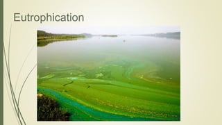 Eutrophication
 