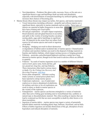 4
o Nest depredation – Predators like ghost crabs, raccoons, foxes, or fire ants are a
significant threat to eggs and hatchlings (both sea turtle and shorebirds),
especially with disorientation of emergent hatchlings by artificial lighting, which
increases their chances of becoming prey.
• Marine threats (these threats may impact sea turtles, fish species, and marine mammals)
o Vessel interactions (including collisions) – propeller and collision injuries are a
significant threat, especially to marine mammals and sea turtles. These types of
injuries are reported at higher frequencies in areas that
have heavy boating and vessel traffic.
o Oil and gas exploration – oil spills impact respiration,
blood chemistry and salt-gland function in sea turtles,
and spills in the vicinity of nesting beaches can place
nesting adults, eggs and/or hatchlings in significant
risk. Oil deposits on the ocean floor can reduce food
sources for all marine species and result in ingestion
of tar balls.
o Dredging – dredging can result in direct destruction
or degradation of habitat and/or incidental take of marine species. Channelization
of inshore and nearshore habitats can result in the disposal of dredge material on
beaches and shallow habitats, which impact nesting success or foraging grounds.
o Pollution – pesticides, polychlorinated biphenyls and heavy metals have been
detected in marine species, though levels that result in adverse effects are difficult
to quantify.
o Fisheries – by-catch of marine organisms occur in a number of different fisheries
such as trawl, purse seine, hook and line, gill
net, pound net, long-line, and trap fisheries.
These interactions often lead to serious injury
or death. For the Fishing Line Recovery and
Recycling Program, click here.
o Power plant entrapment – saltwater cooling
intake systems at coastal power plants have
been reported to entrap marine species.
o Underwater explosions – use of underwater
explosives to remove abandoned oil platforms,
for military activities or for oil exploration can
result in injury or death to marine species in
the vicinity of the explosion.
o Entanglement – marine species can become entangled in a variety of materials
other than active fishing gear including steel or monofilament line, synthetic or
natural rope or discarded plastic material. This often resulting in injuries that can
lead to weakened sea life that are more susceptible to death by other factors or to
direct mortalities.
o Ingestion of marine debris – marine species may ingest a variety of potentially
harmful debris materials including plastic bags, balloons, Styrofoam, and tar balls.
Effects of debris ingestion can include obstructions of the gut, absorption of toxic
byproducts and reduced absorption of nutrients.
Tar ball
Sea turtle caught in fishing line
 