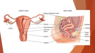 Chest, Abdominal and Genitourinary Injuries | PDF