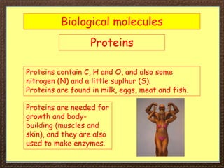 Biological molecules
Proteins
Proteins contain C, H and O, and also some
nitrogen (N) and a little suplhur (S).
Proteins are found in milk, eggs, meat and fish.
Proteins are needed for
growth and body-
building (muscles and
skin), and they are also
used to make enzymes.
 