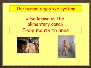 The human digestive system
(also known as the
alimentary canal)
From mouth to anus
 