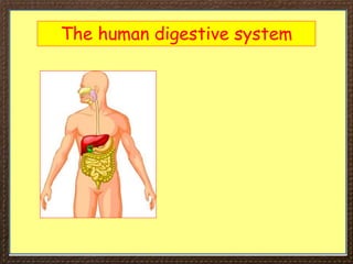 The human digestive system
 