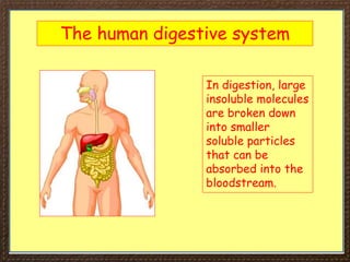 The human digestive system
In digestion, large
insoluble molecules
are broken down
into smaller
soluble particles
that can be
absorbed into the
bloodstream.
 