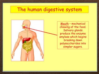 The human digestive system
Mouth – mechanical
chewing of the food.
Salivary glands
produce the enzyme
amylase which begins
breaking down
polysaccharides into
simpler sugars.
 
