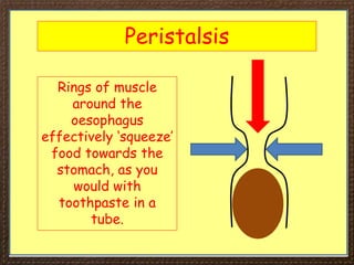 Peristalsis
Rings of muscle
around the
oesophagus
effectively ‘squeeze’
food towards the
stomach, as you
would with
toothpaste in a
tube.
 