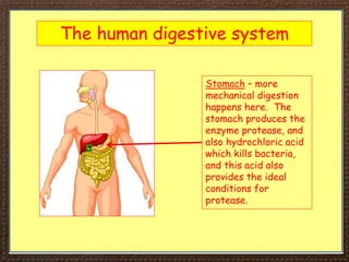 The human digestive system
Stomach – more
mechanical digestion
happens here. The
stomach produces the
enzyme protease, and
also hydrochloric acid
which kills bacteria,
and this acid also
provides the ideal
conditions for
protease.
 
