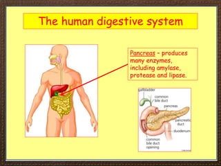 The human digestive system
Pancreas – produces
many enzymes,
including amylase,
protease and lipase.
 