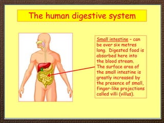 The human digestive system
Small intestine – can
be over six metres
long. Digested food is
absorbed here into
the blood stream.
The surface area of
the small intestine is
greatly increased by
the presence of small,
finger-like projections
called villi (villus).
 