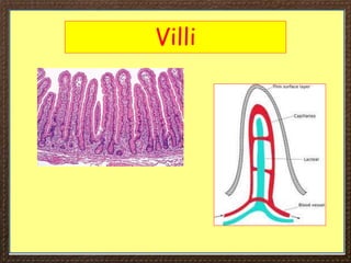 Villi
 