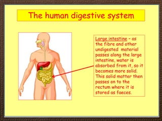 The human digestive system
Large intestine – as
the fibre and other
undigested material
passes along the large
intestine, water is
absorbed from it, so it
becomes more solid.
This solid matter then
passes on to the
rectum where it is
stored as faeces.
 