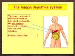 The human digestive system
The Liver – produces a
substance known as
bile, which is stored in
the gall bladder
before it is released
into the small
intestine.
Bile has 2 functions:
 