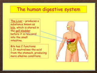 The human digestive system
The Liver – produces a
substance known as
bile, which is stored in
the gall bladder
before it is released
into the small
intestine.
Bile has 2 functions:
1. It neutralises the acid
from the stomach, producing
more alkaline conditions.
 