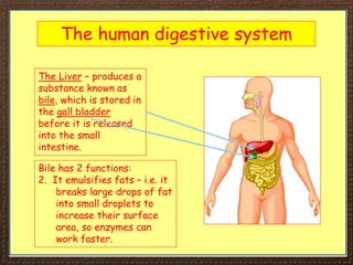 The human digestive system
The Liver – produces a
substance known as
bile, which is stored in
the gall bladder
before it is released
into the small
intestine.
Bile has 2 functions:
2. It emulsifies fats – i.e. it
breaks large drops of fat
into small droplets to
increase their surface
area, so enzymes can
work faster.
 