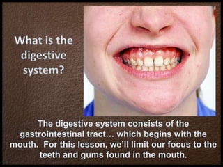 What is the
digestive
system?
The digestive system consists of the
gastrointestinal tract… which begins with the
mouth. For this lesson, we’ll limit our focus to the
teeth and gums found in the mouth.
 