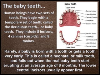 The baby teeth…
Human beings have two sets of
teeth. They begin with a
temporary set of teeth, called
the deciduous teeth… or baby
teeth. They include 8 incisors,
4 canines (cuspids), and 8
molars.
Rarely, a baby is born with a tooth or gets a tooth
very early. This is called a neonatal or milk tooth,
and falls out when the real baby teeth start
erupting at an average age of 8 months. The lower
central incisors usually appear first.
 