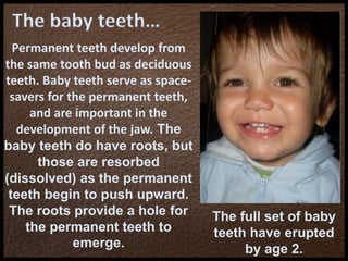 The baby teeth…
Permanent teeth develop from
the same tooth bud as deciduous
teeth. Baby teeth serve as space-
savers for the permanent teeth,
and are important in the
development of the jaw. The
baby teeth do have roots, but
those are resorbed
(dissolved) as the permanent
teeth begin to push upward.
The roots provide a hole for
the permanent teeth to
emerge.
The full set of baby
teeth have erupted
by age 2.
 