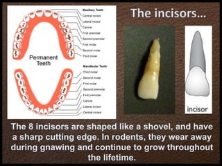 The incisors…
The 8 incisors are shaped like a shovel, and have
a sharp cutting edge. In rodents, they wear away
during gnawing and continue to grow throughout
the lifetime.
 