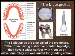 The bicuspids…
The 8 bicuspids are also called the premolars.
Rather than having a sharp or pointed top edge,
they have a wider surface with 4 cusps or
elevations. They are well-suited for grinding action.
1
3
2
4
 