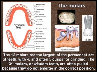 The molars…
The 12 molars are the largest of the permanent set
of teeth, with 4, and often 5 cusps for grinding. The
3rd molars, or wisdom teeth, are often pulled
because they do not emerge in the correct position.
 