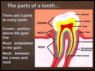 There are 3 parts
to every tooth:
Crown: portion
above the gum
line
Root: embedded
in the gum
Neck: between
the crown and
neck
The parts of a tooth…
 