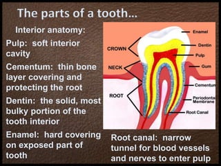Interior anatomy:
Pulp: soft interior
cavity
Cementum: thin bone
layer covering and
protecting the root
Dentin: the solid, most
bulky portion of the
tooth interior
Enamel: hard covering
on exposed part of
tooth
The parts of a tooth…
Root canal: narrow
tunnel for blood vessels
and nerves to enter pulp
 